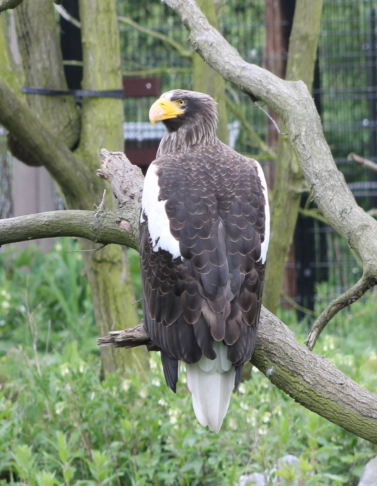 Steller´s sea-eagle