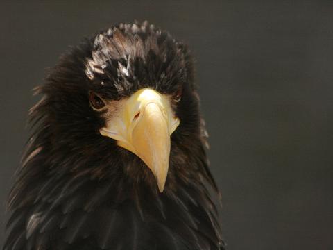Steller`s Sea-eagle