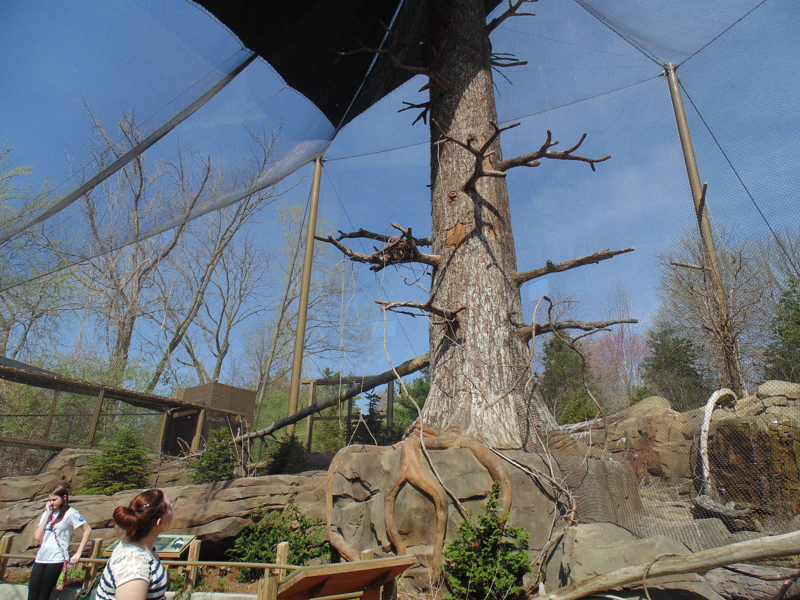 Steller Sea Eagle Aviary