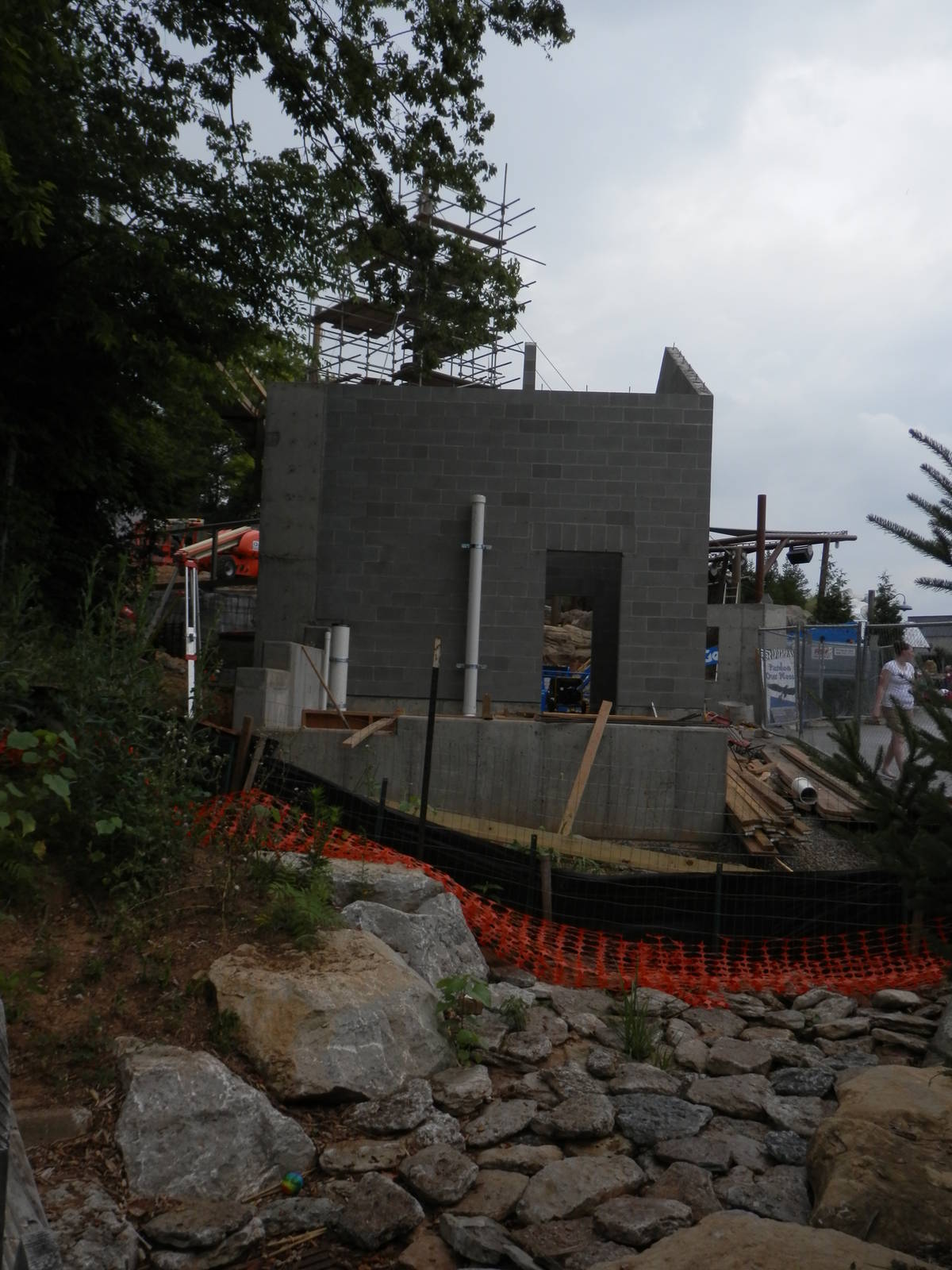 Steller Sea Eagle construction