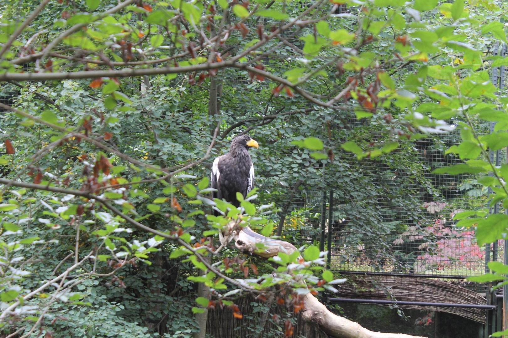 Steller Sea Eagle Edinburgh Zoo