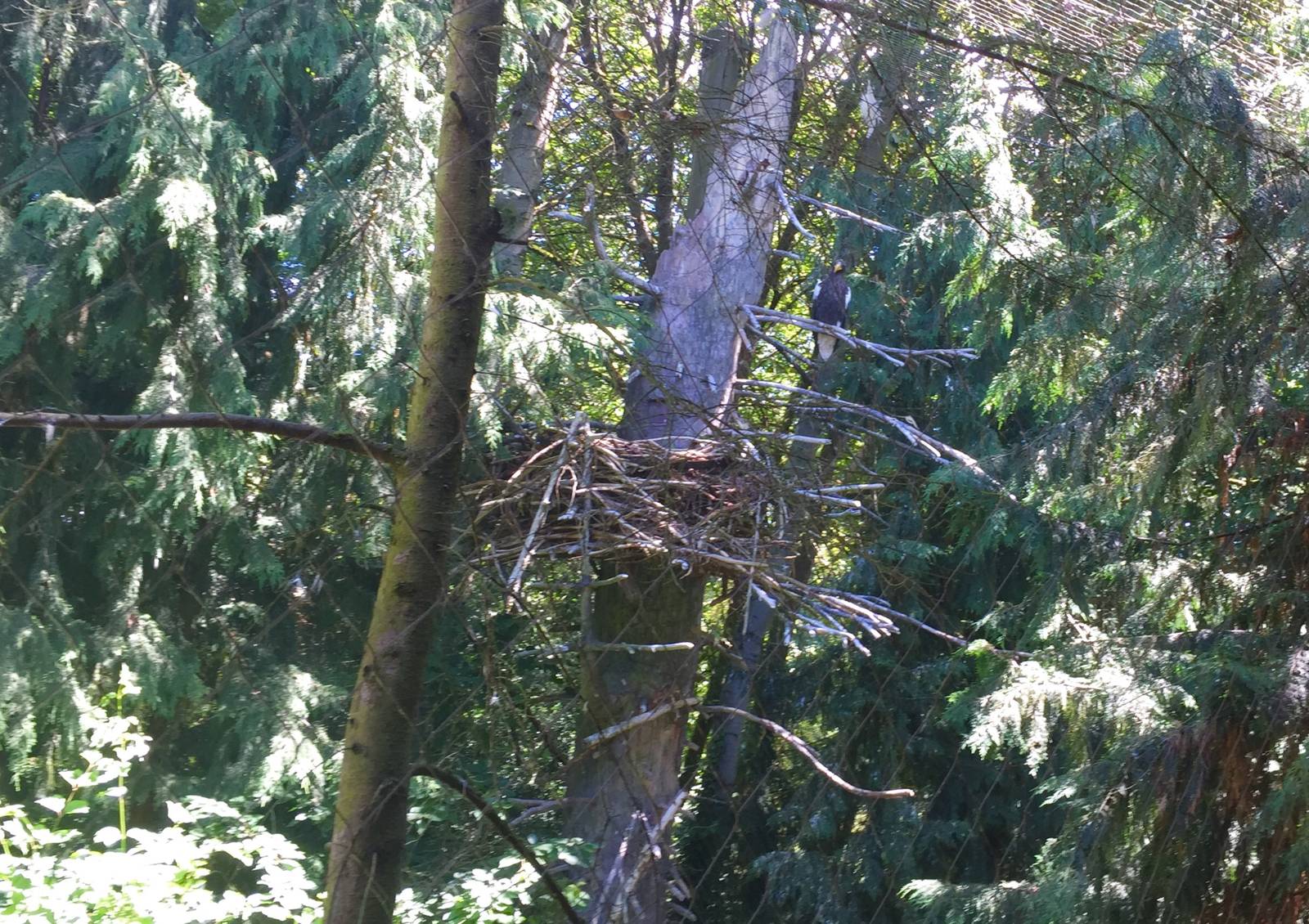 Steller Sea Eagle Exhibit