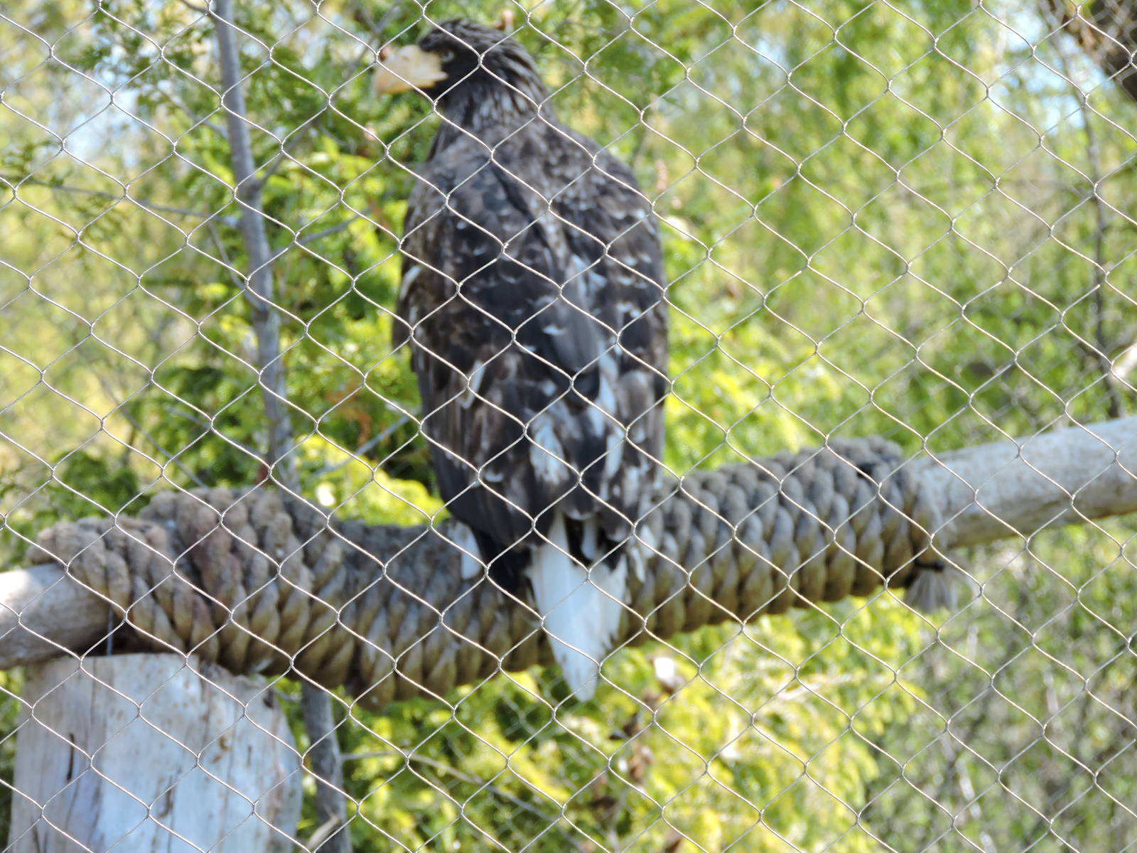 Steller Sea Eagle - Zarina