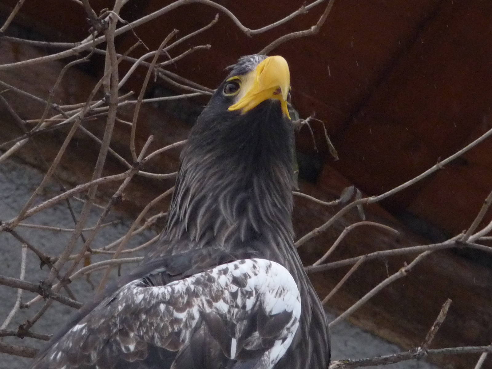 Steller Sea Eagle
