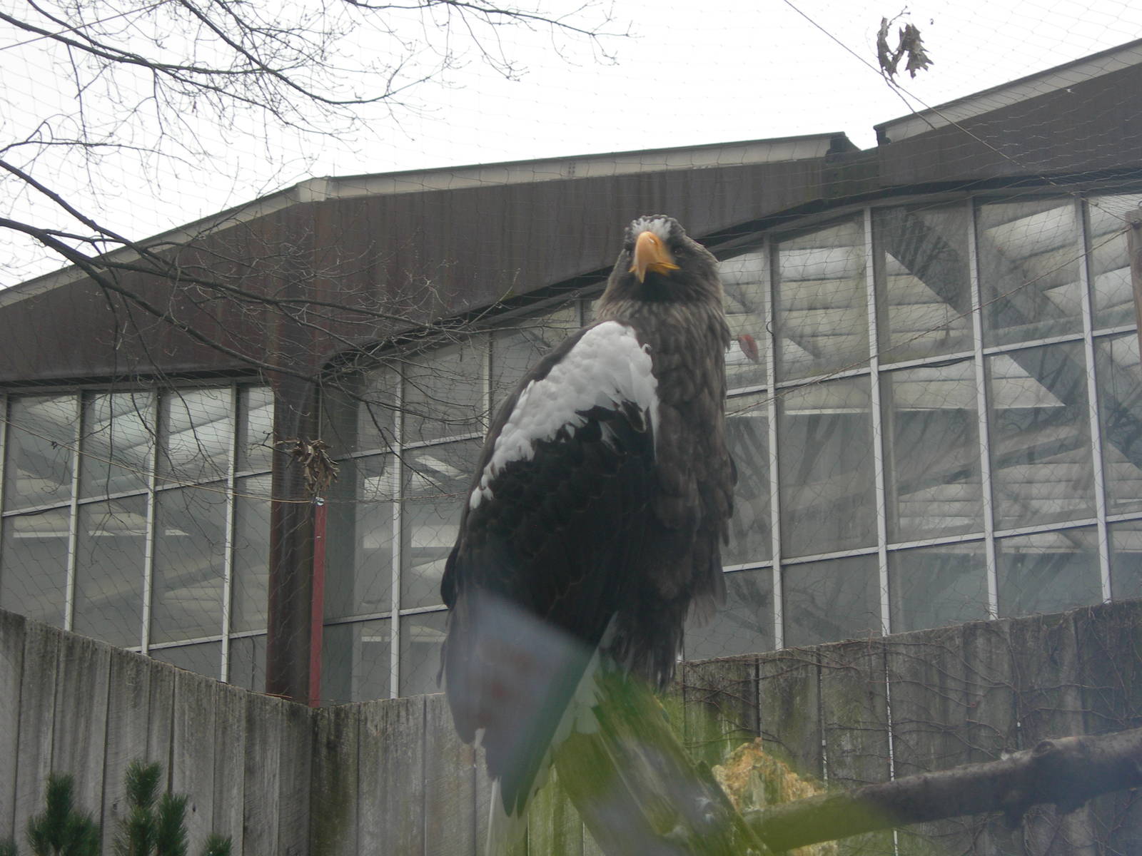 Steller Sea Eagle