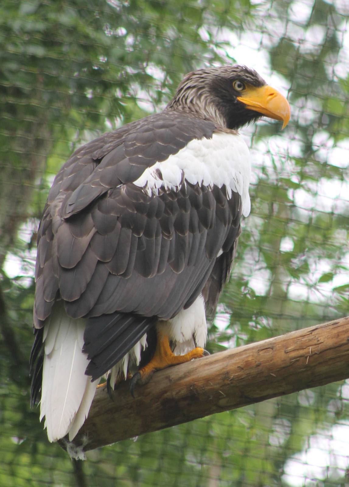 Steller sea-eagle