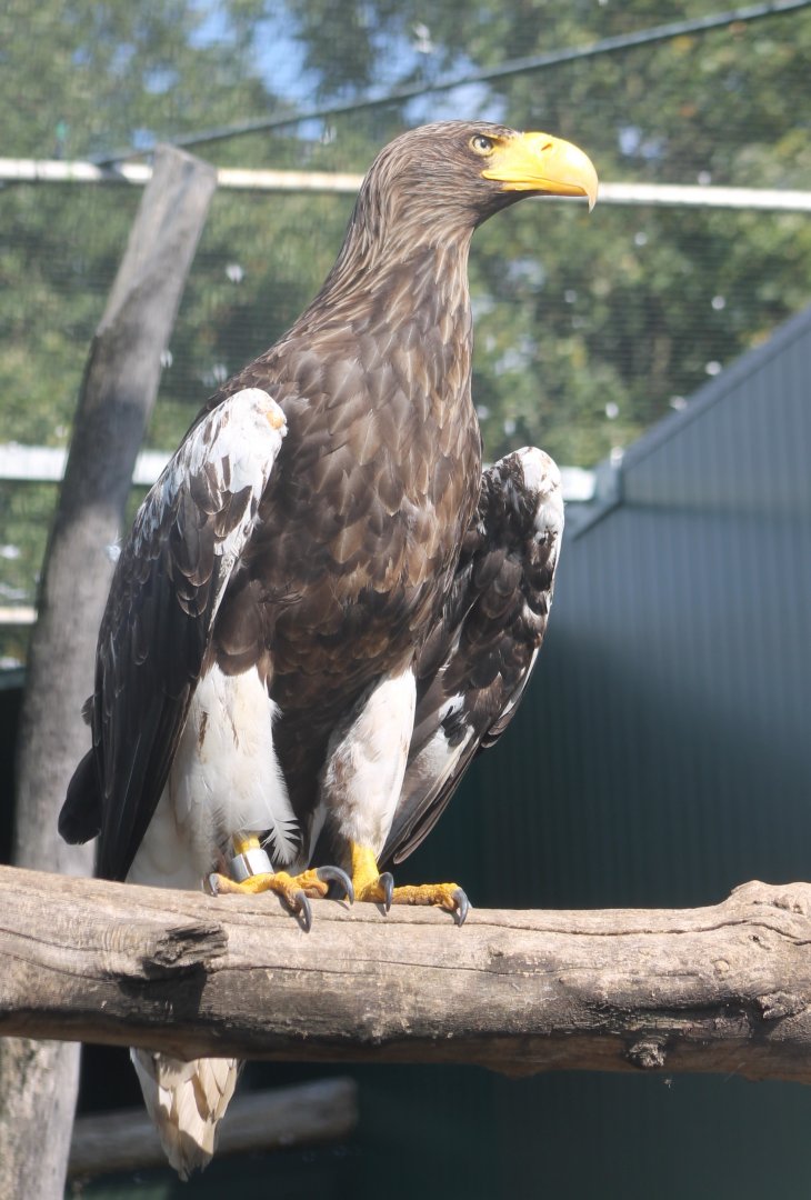 Steller sea-eagle