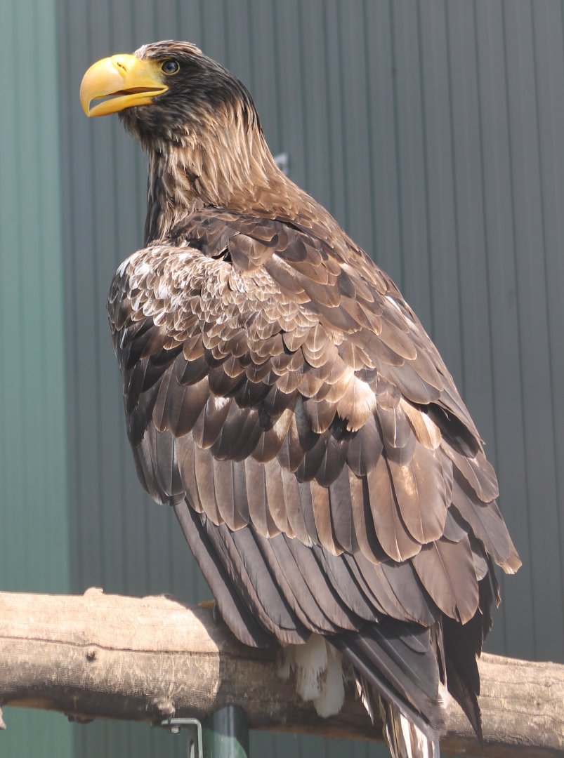 Steller sea-eagle