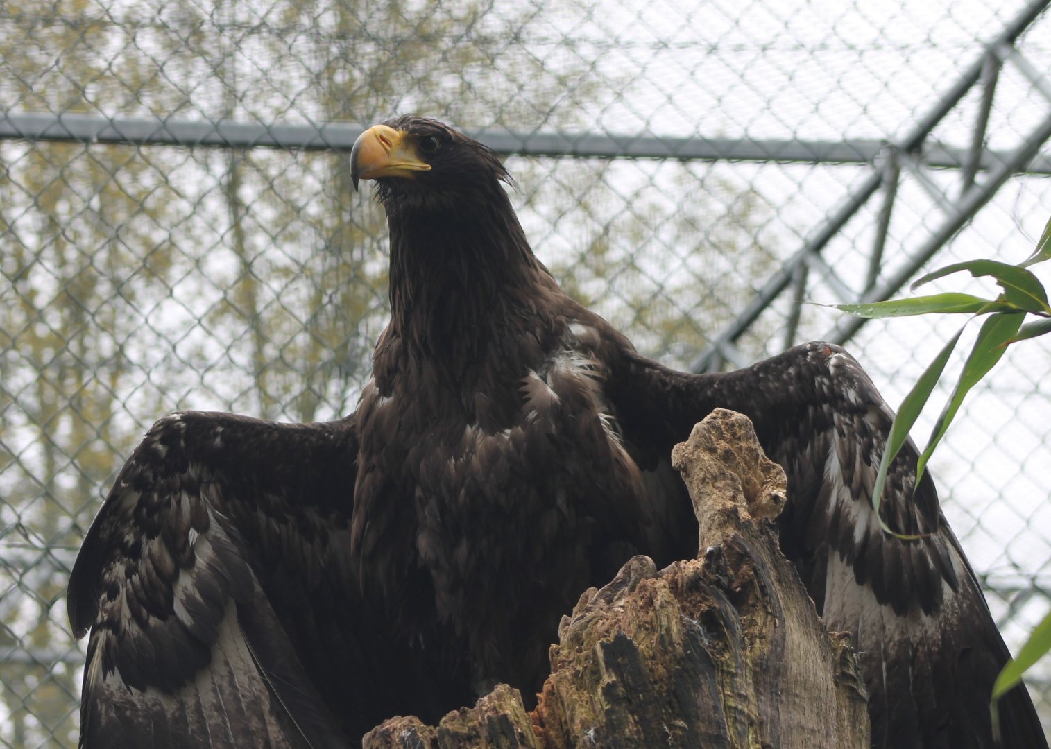 Steller sea-eagle