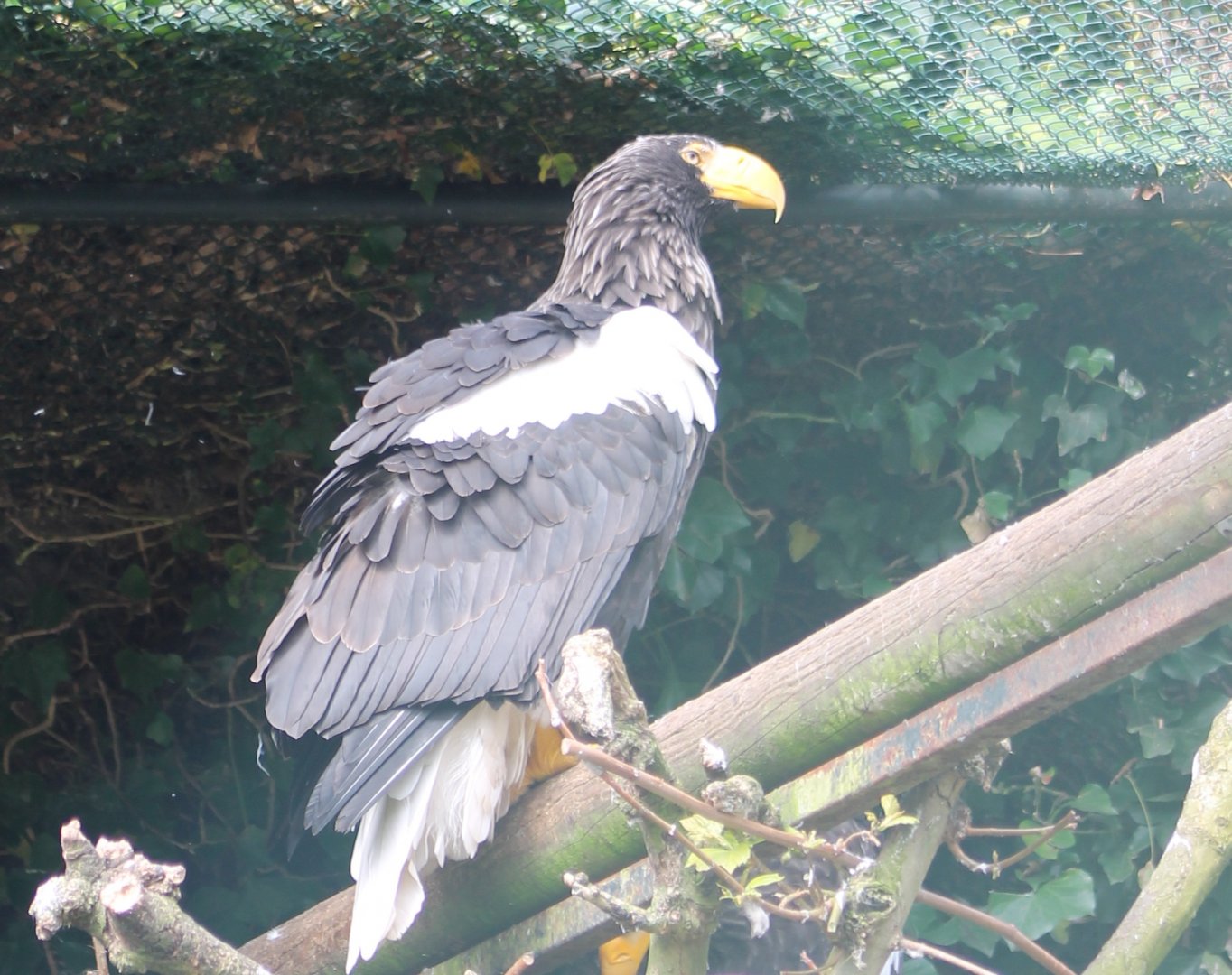 Steller sea-eagle