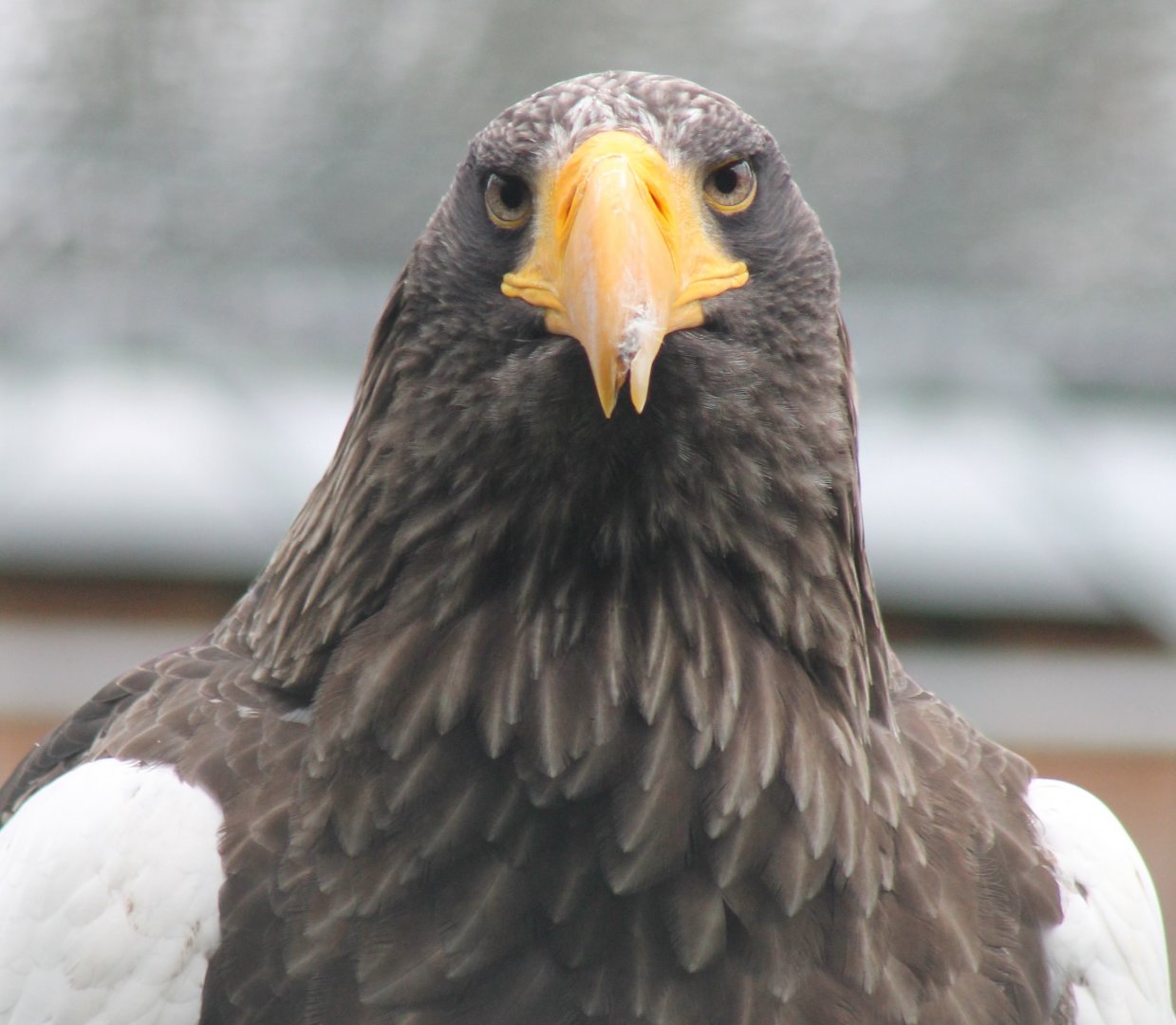 Steller sea-eagle
