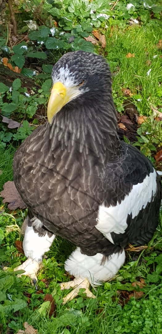 Steller sea eagle