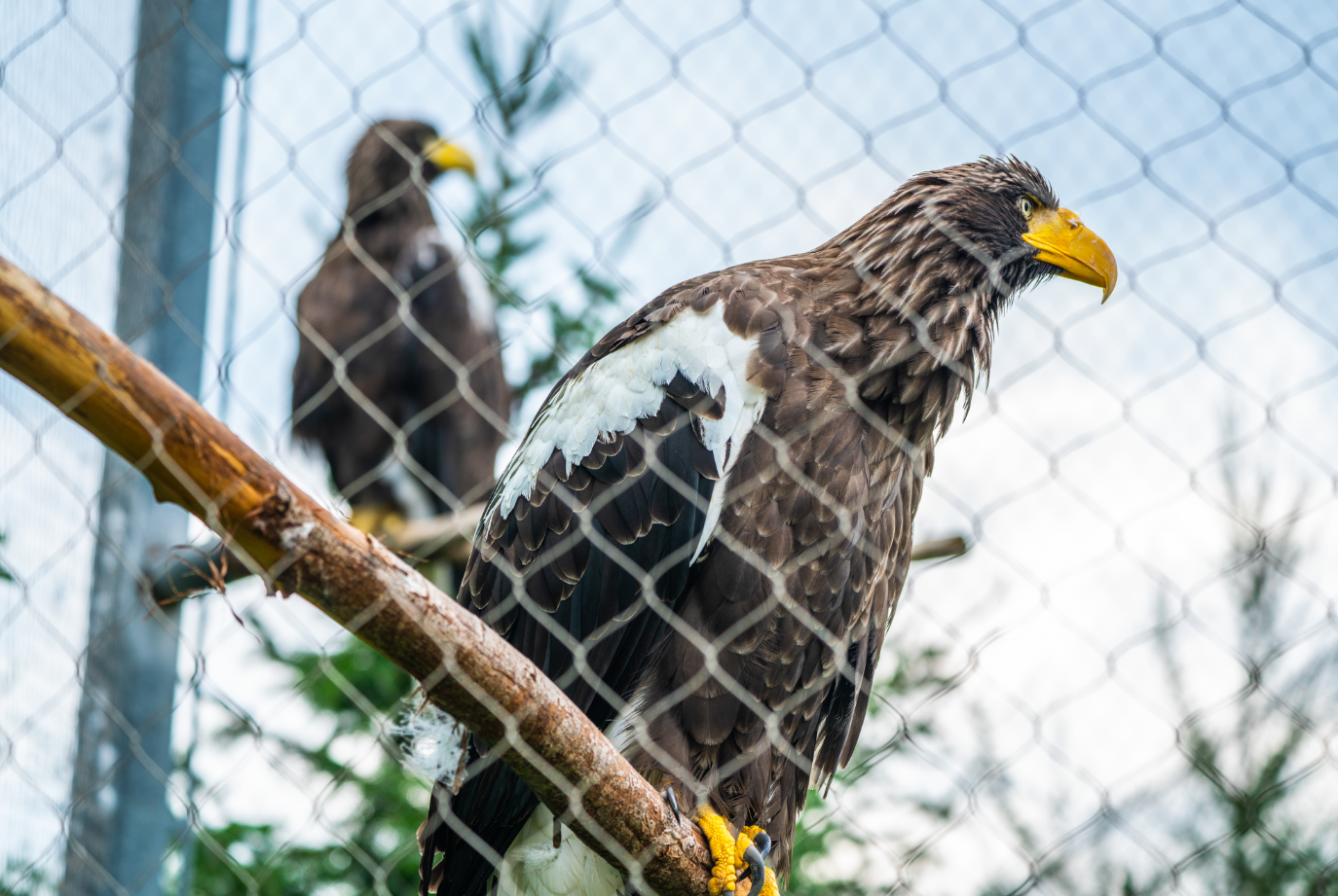 Steller Sea Eagles