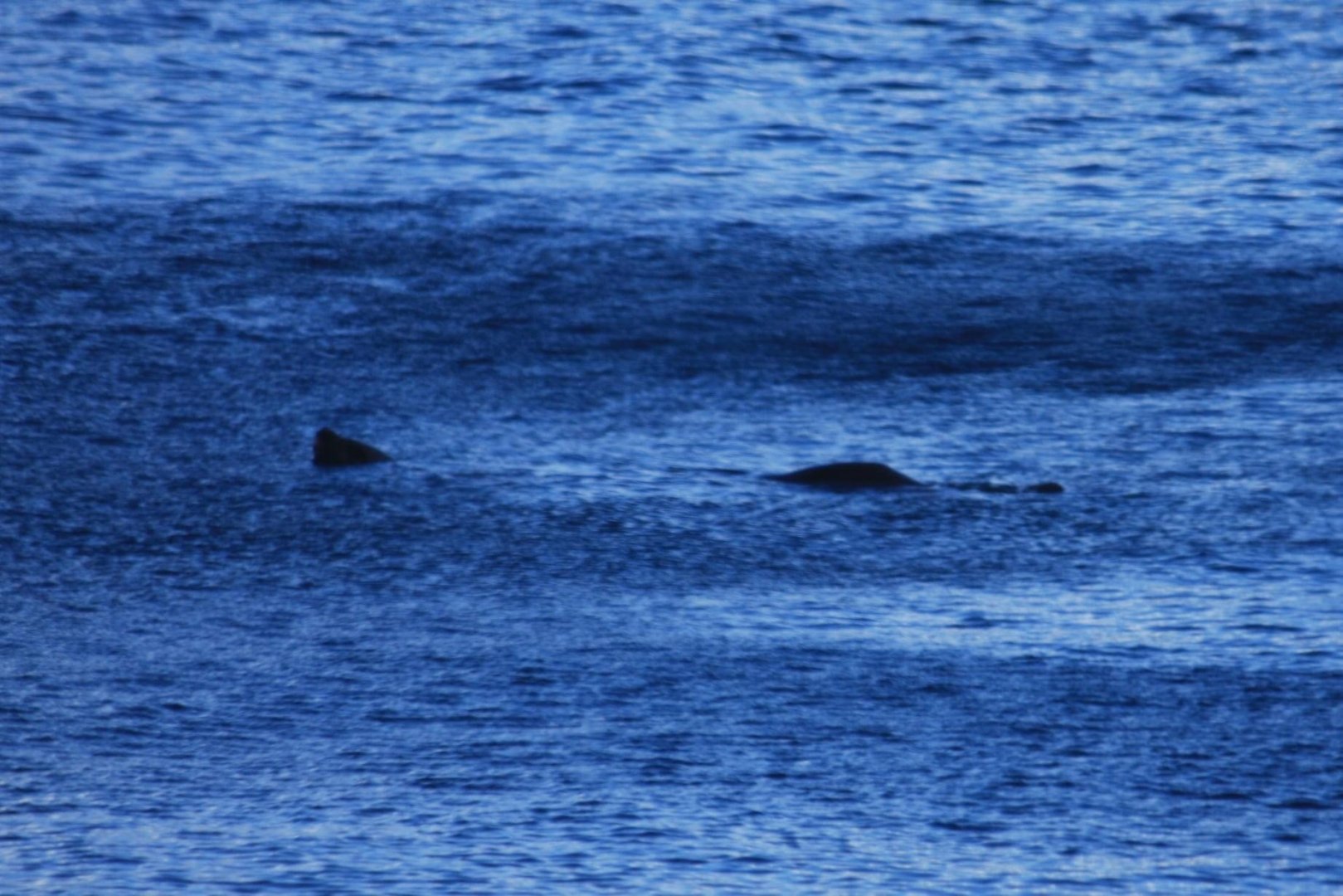 Steller Sea Lion - Alaska