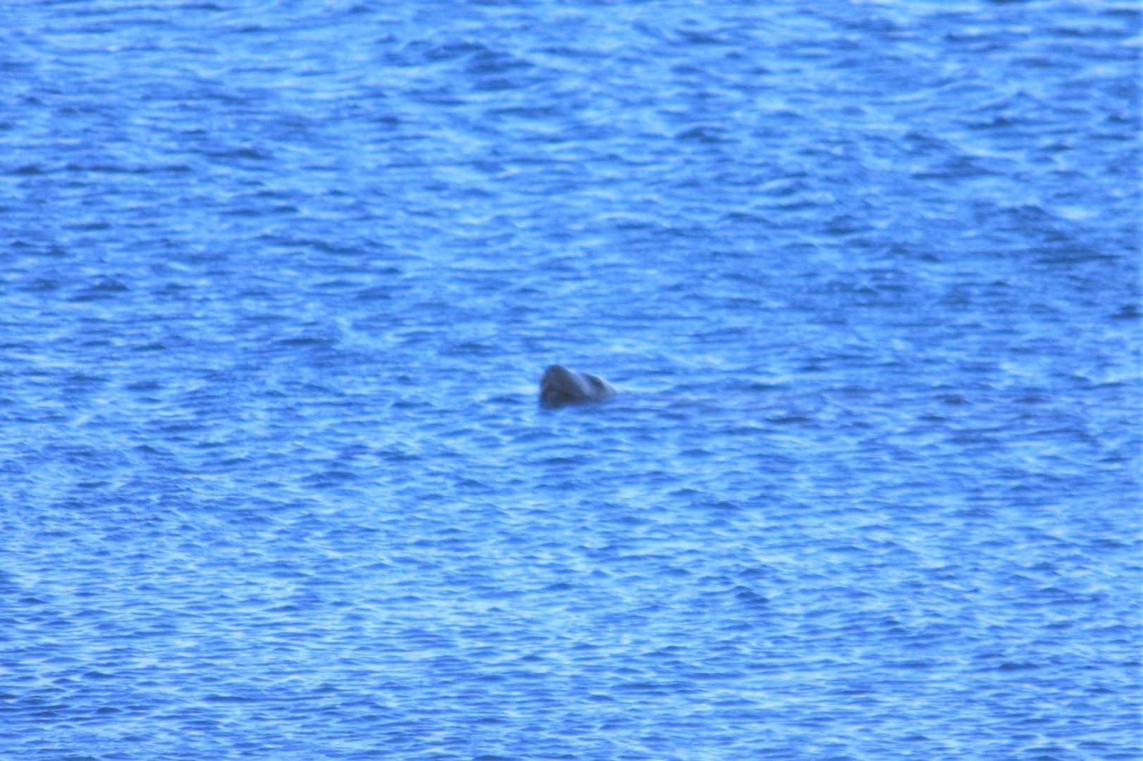 Steller Sea Lion - Alaska