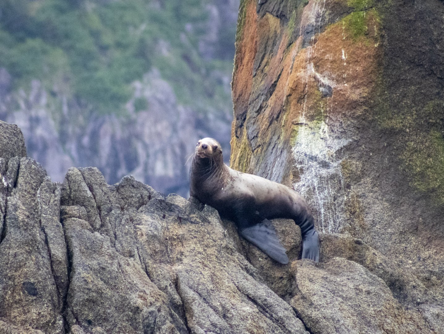 Steller Sea Lion - Alaska