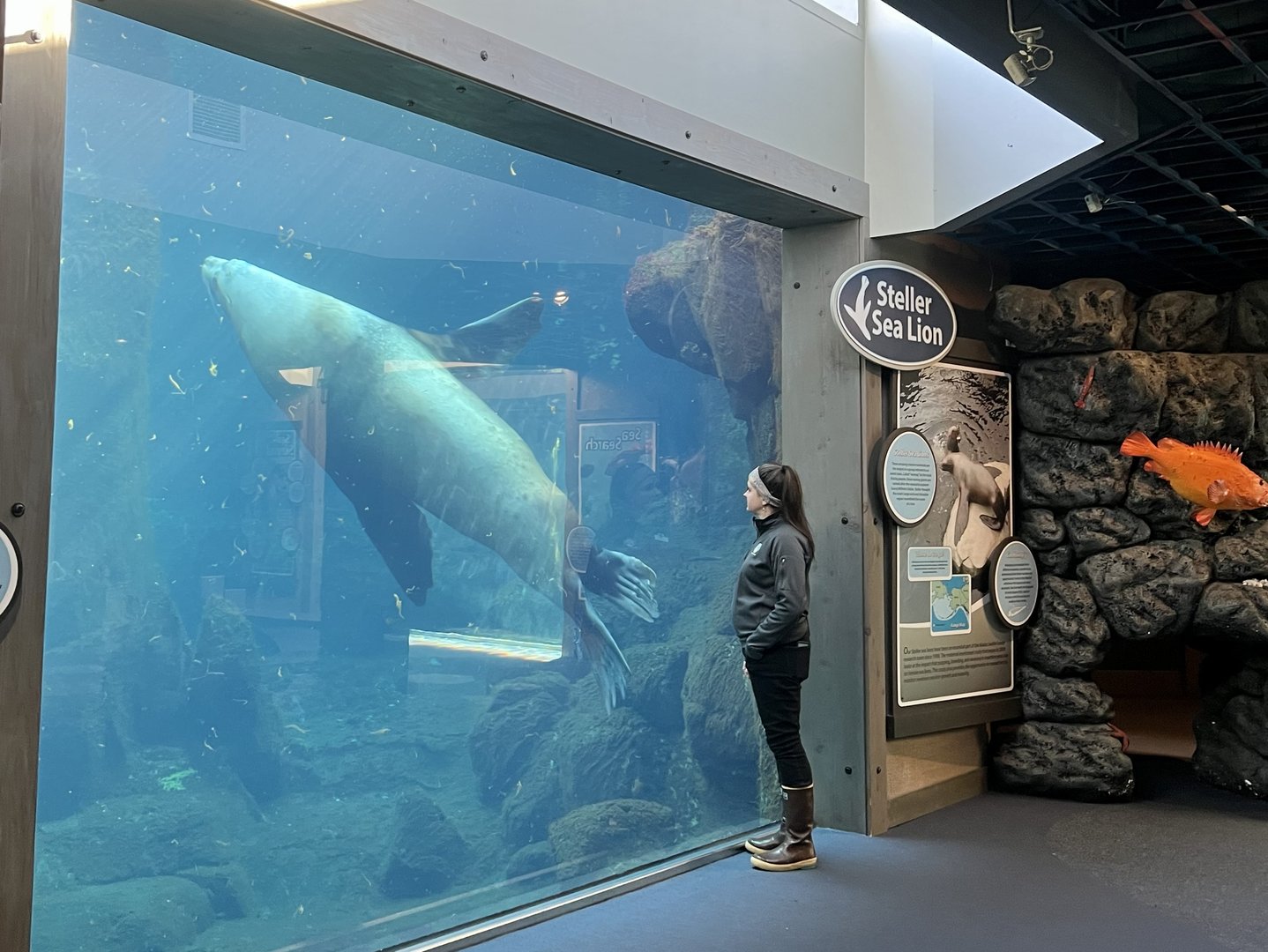 Steller Sea Lion and Keeper
