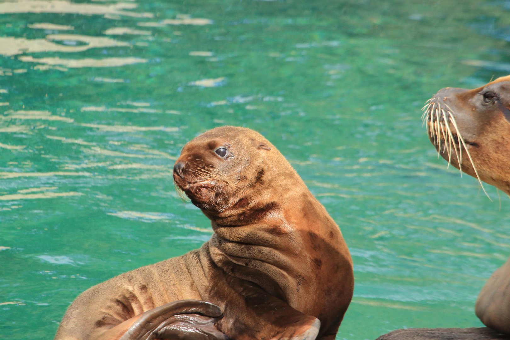 Steller sea lion baby