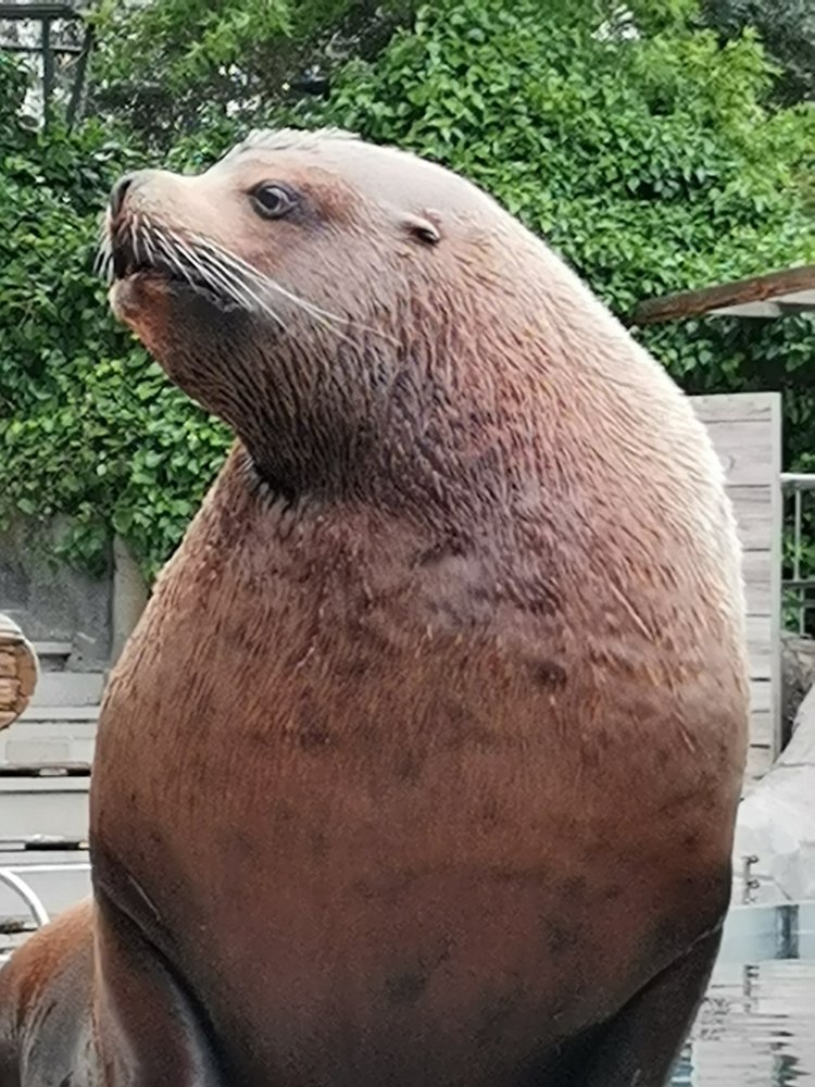 Steller Sea Lion Bull / Eumetopias jubatus / Faunia Madrid