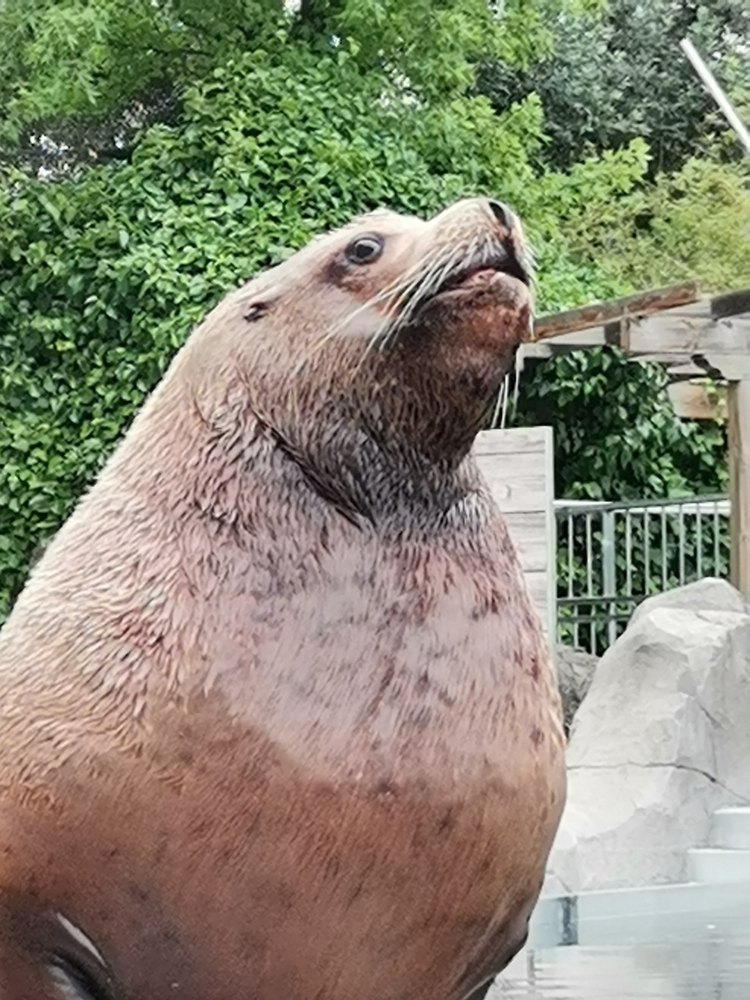 Steller Sea Lion Bull / Eumetopias jubatus / Faunia Madrid.