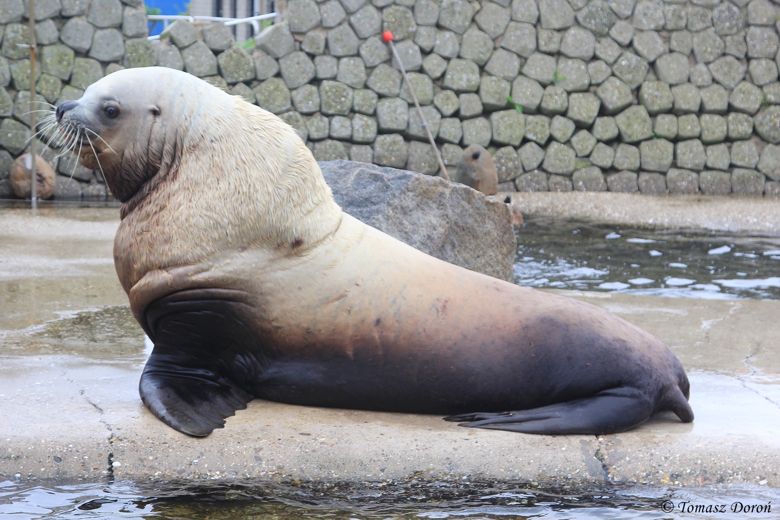Steller Sea Lion (Eumetopias jubatus), ad. male, June 2015