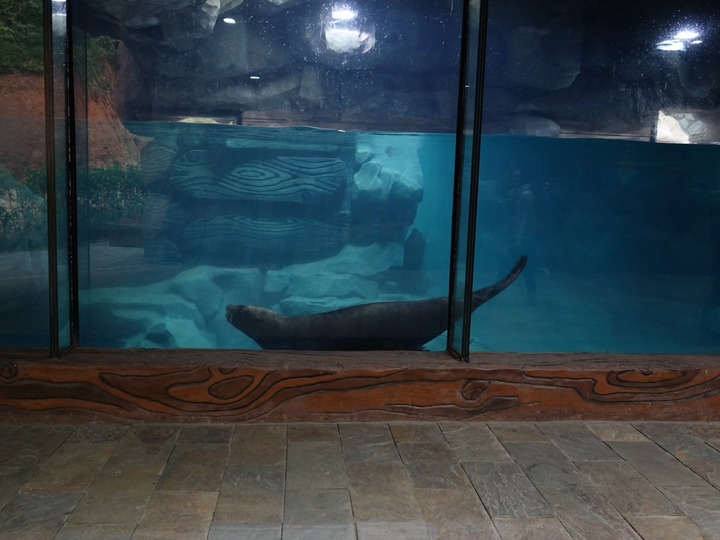 Steller sea lion (Eumetopias jubatus) enclosure - 16.04.2018