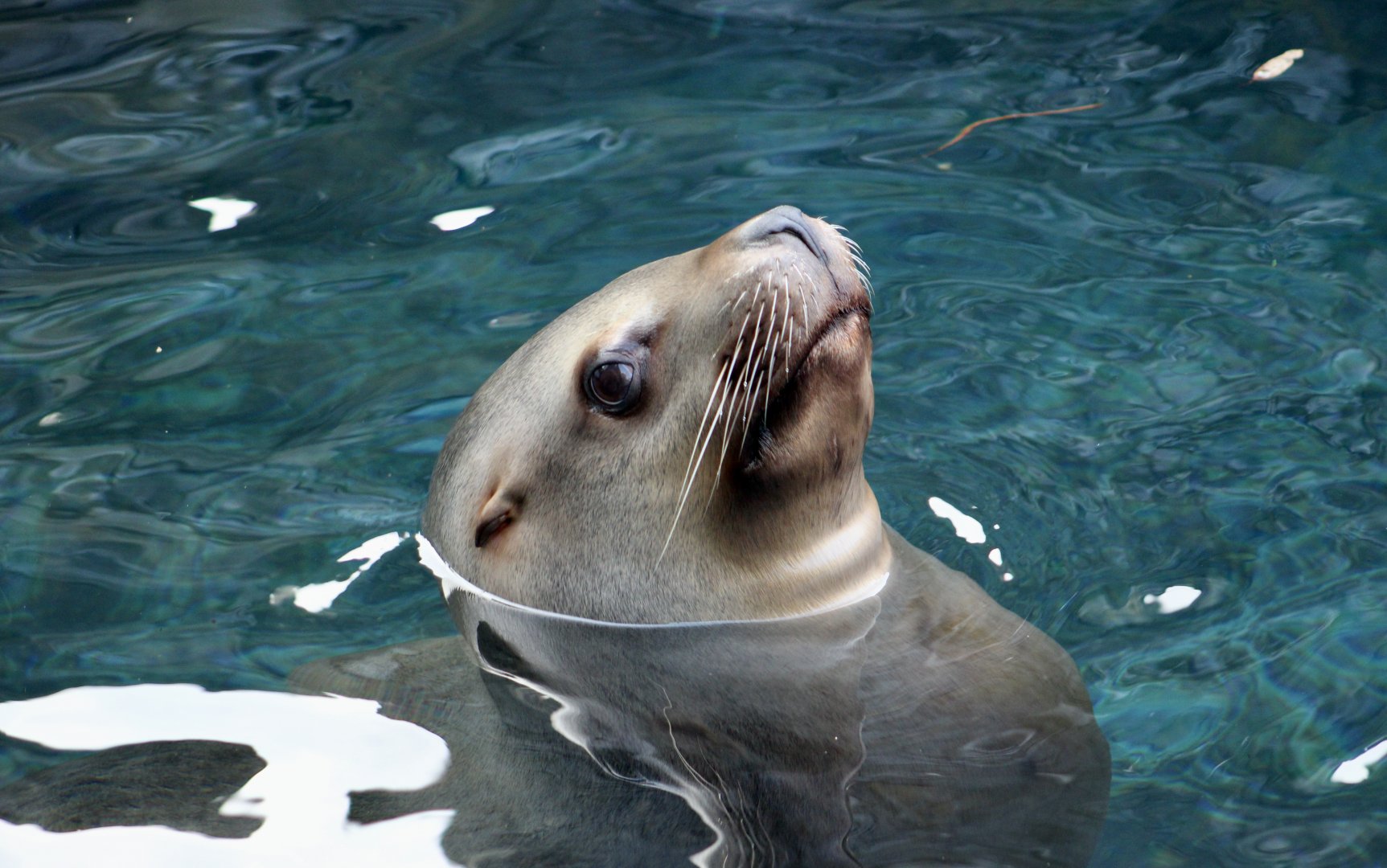 Steller Sea Lion (Eumetopias jubatus) female