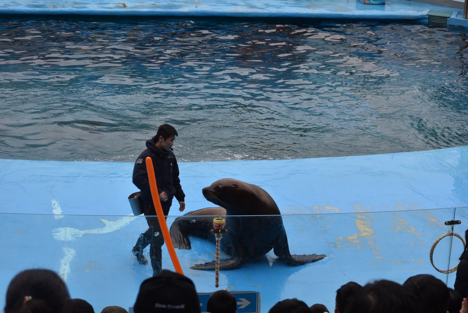 Steller Sea Lion (Eumetopias jubatus) show