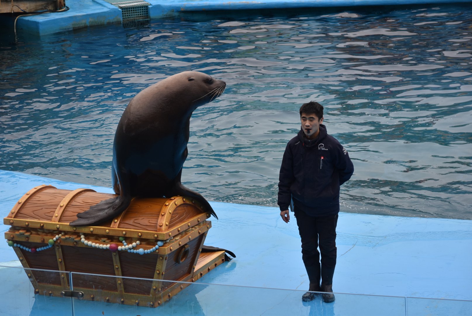 Steller Sea Lion (Eumetopias jubatus) show