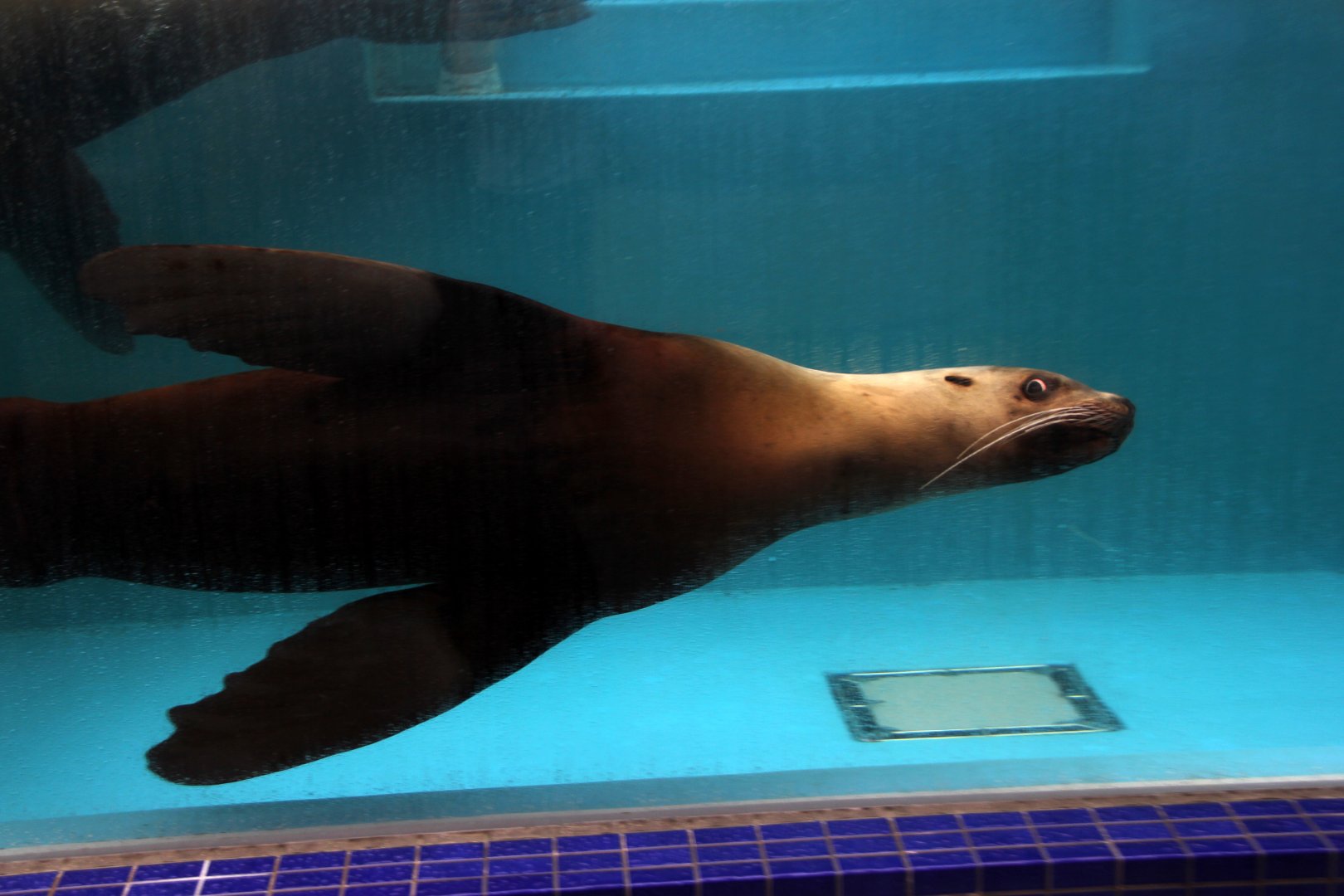Steller sea lion (Eumetopias jubatus)