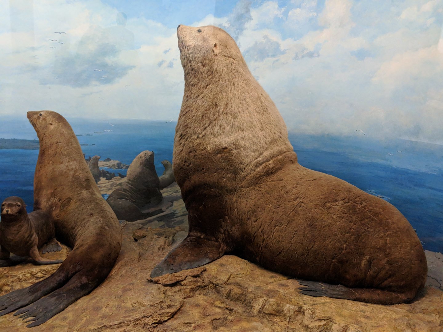 Steller sea lion (Eumetopias jubatus)