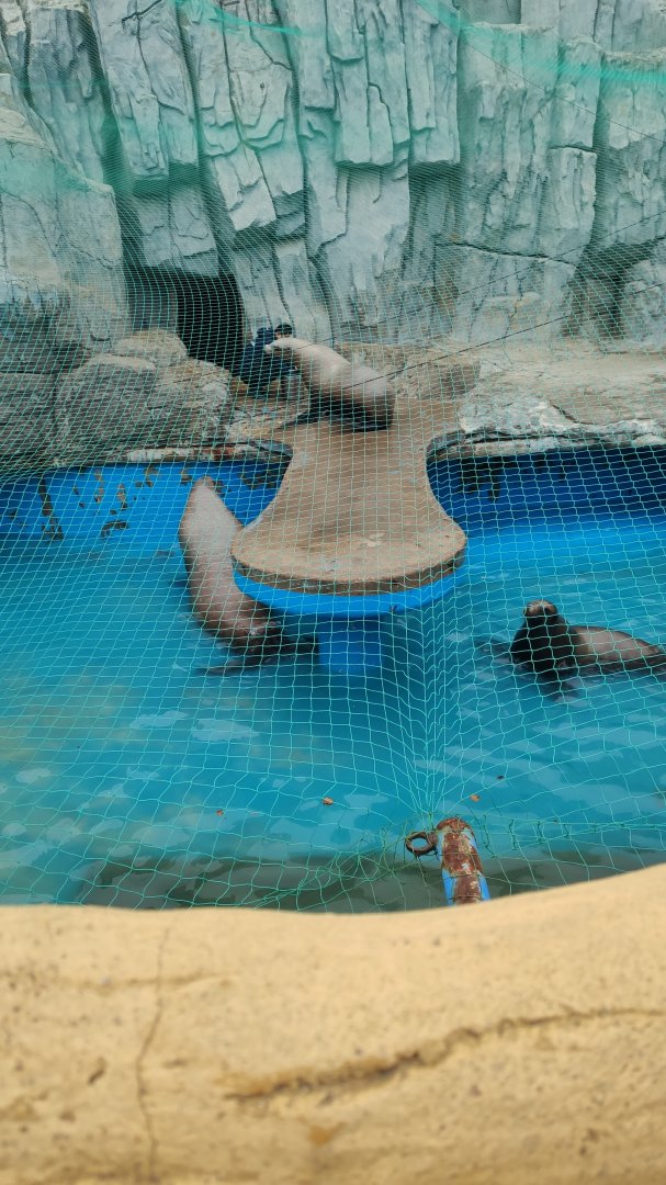 Steller Sea Lion (Eumetopias jubatus)