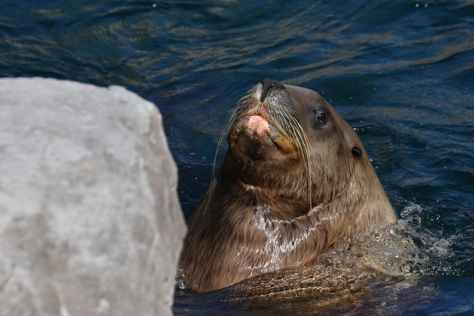 Steller sea lion (Eumetopias jubatus)