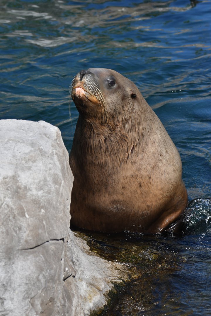 Steller sea lion (Eumetopias jubatus)