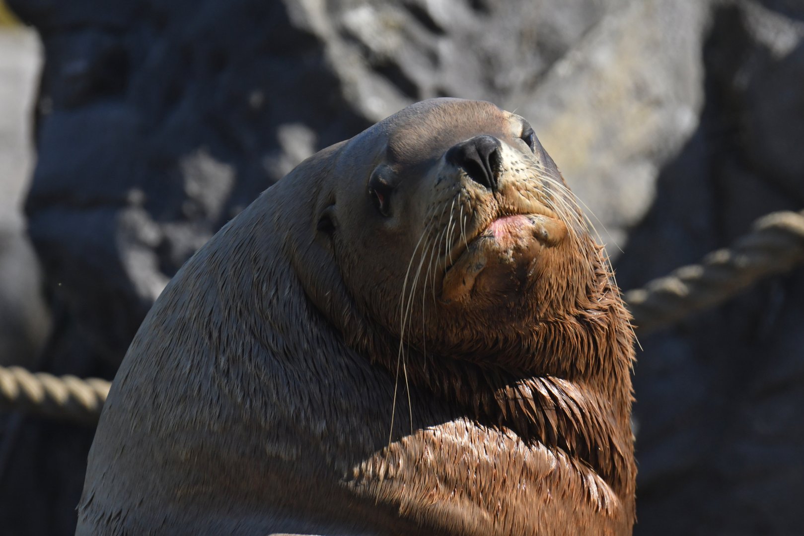 Steller sea lion (Eumetopias jubatus)