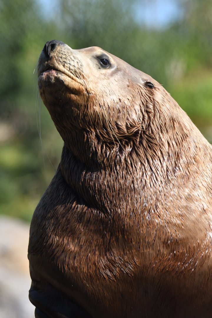 Steller sea lion (Eumetopias jubatus)