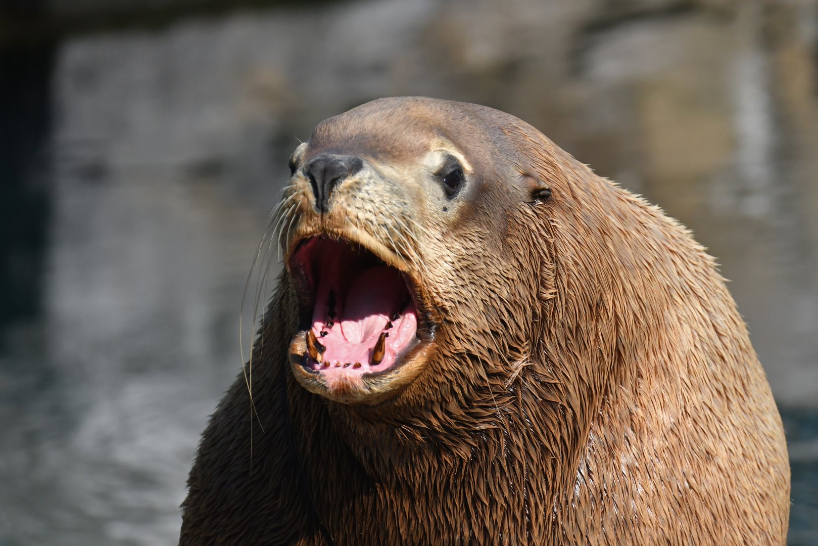 Steller sea lion (Eumetopias jubatus)