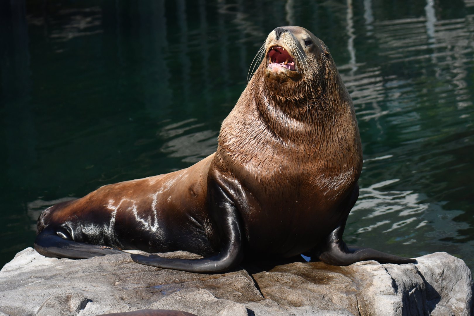 Steller sea lion (Eumetopias jubatus)