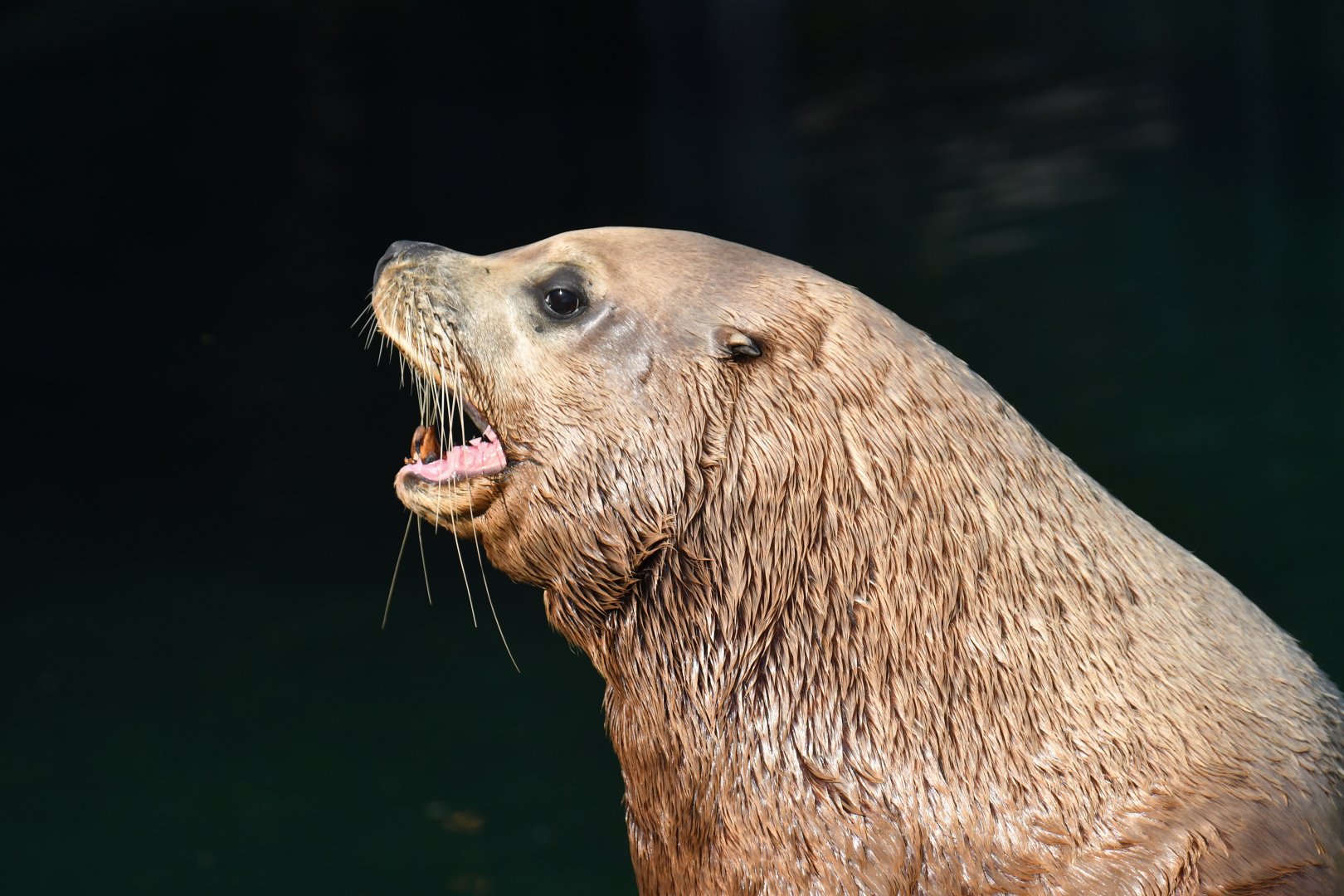 Steller sea lion (Eumetopias jubatus)