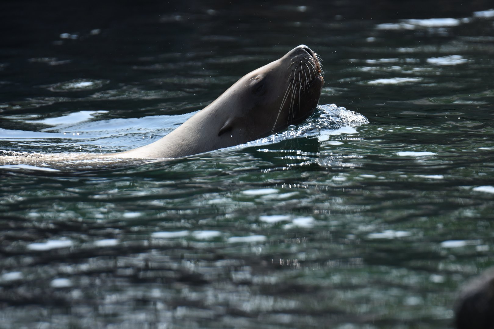 Steller sea lion (Eumetopias jubatus)