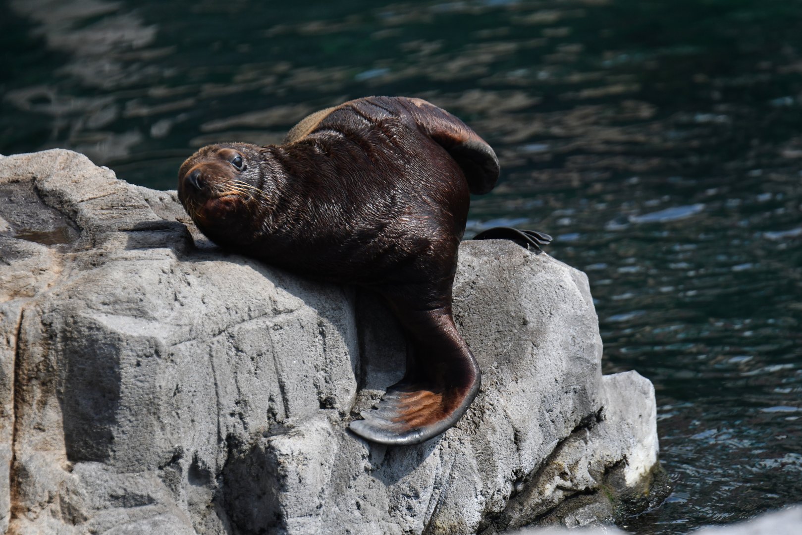 Steller sea lion (Eumetopias jubatus)