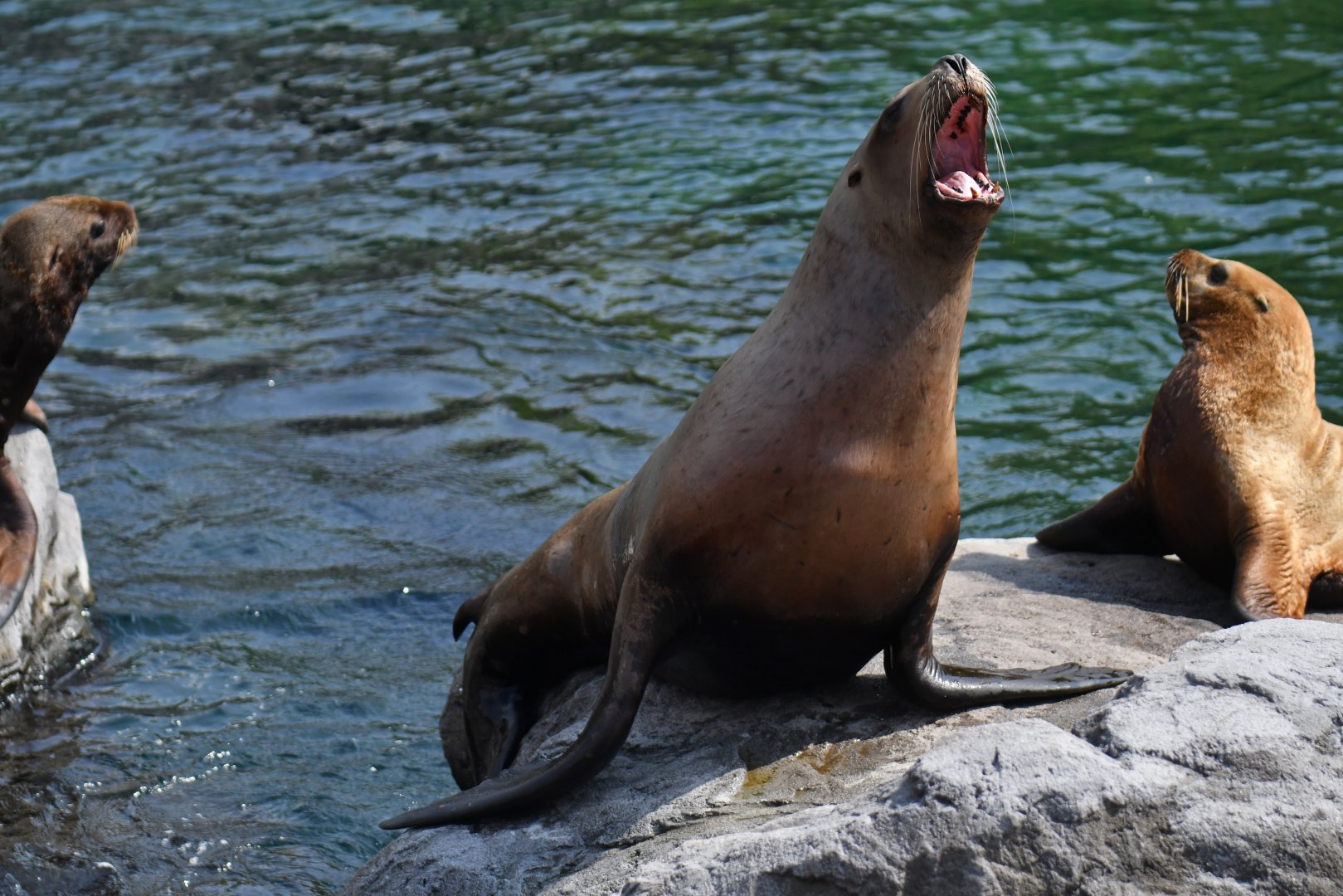Steller sea lion (Eumetopias jubatus)