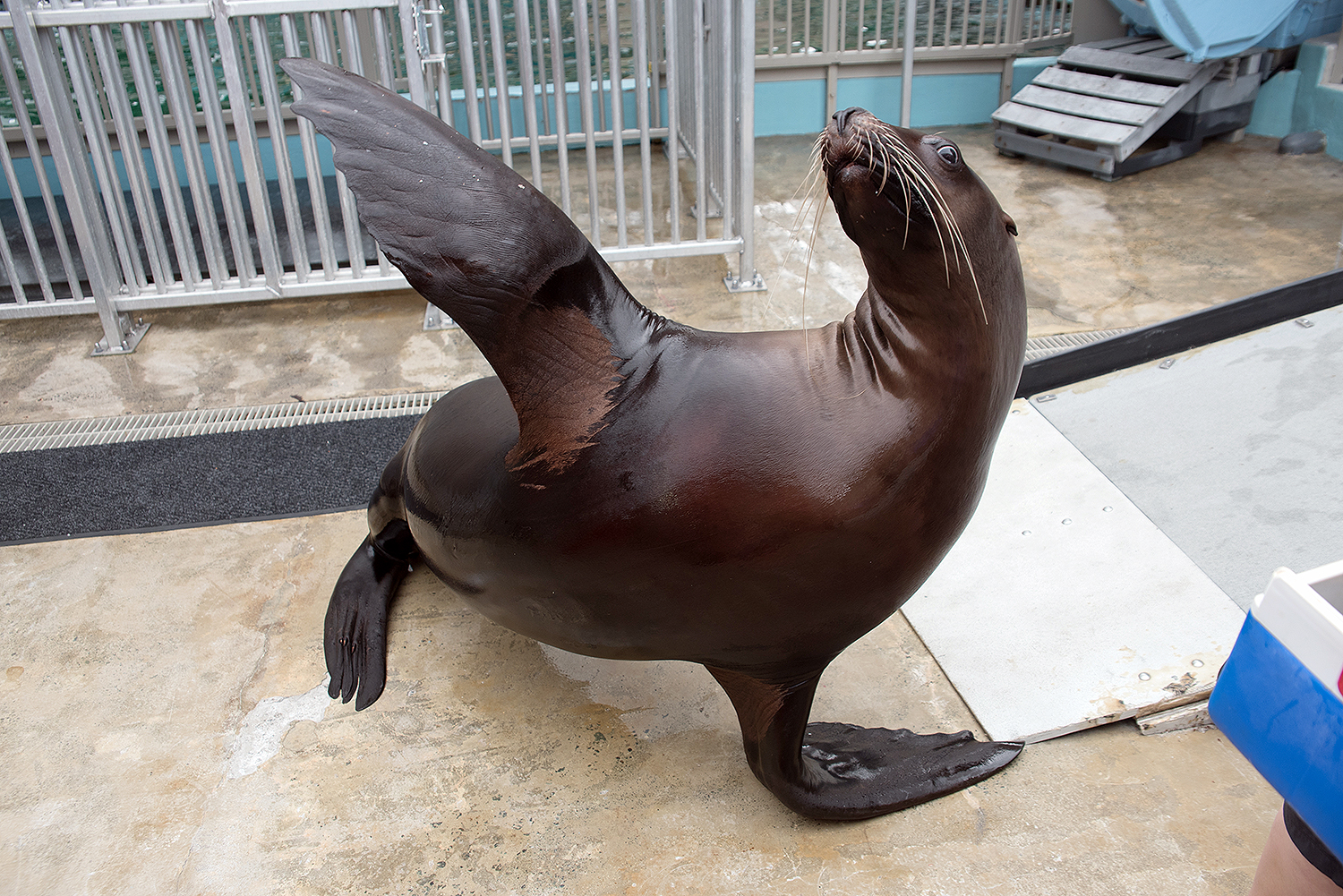 Steller sea lion (Eumetopias jubatus)