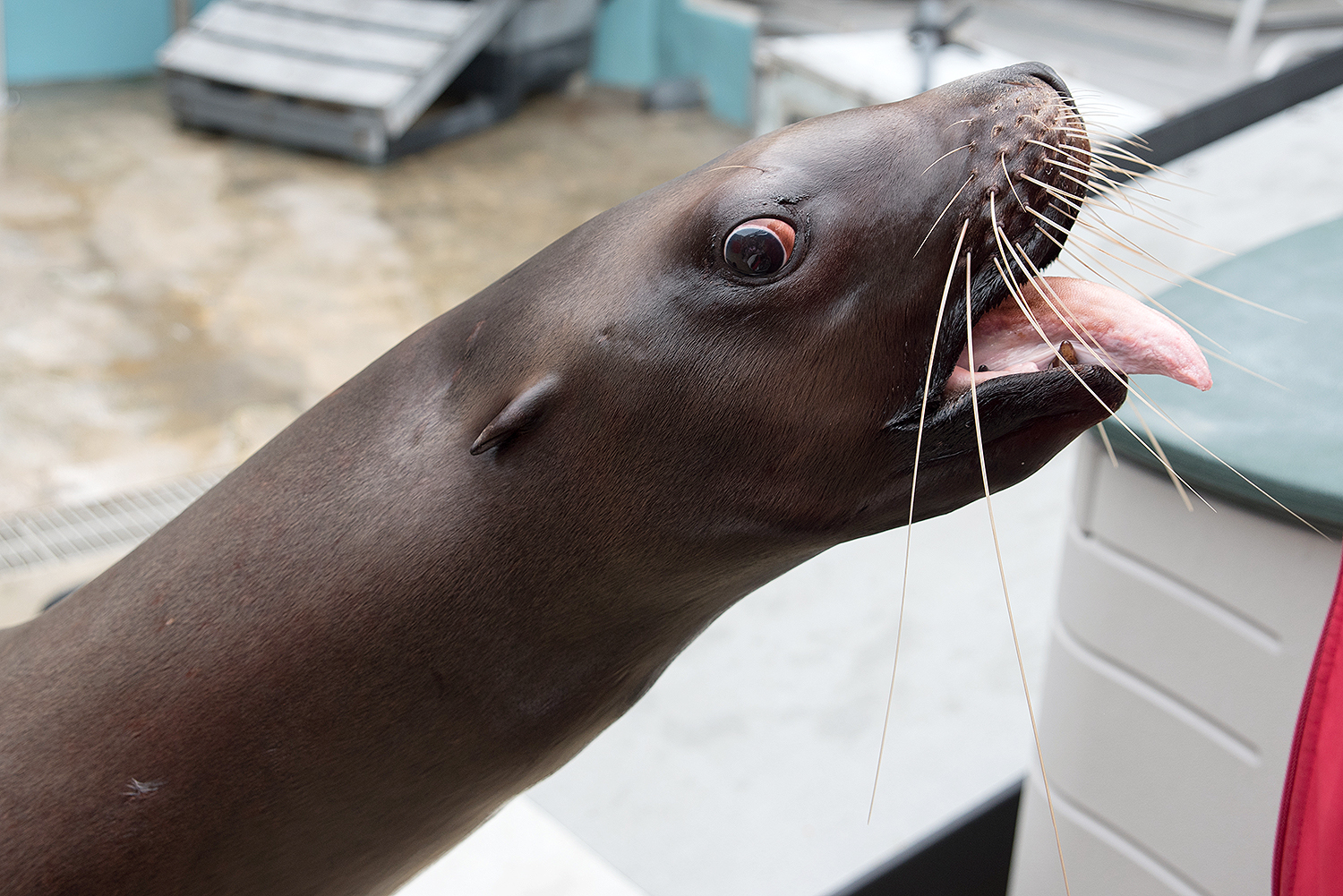 Steller sea lion (Eumetopias jubatus)