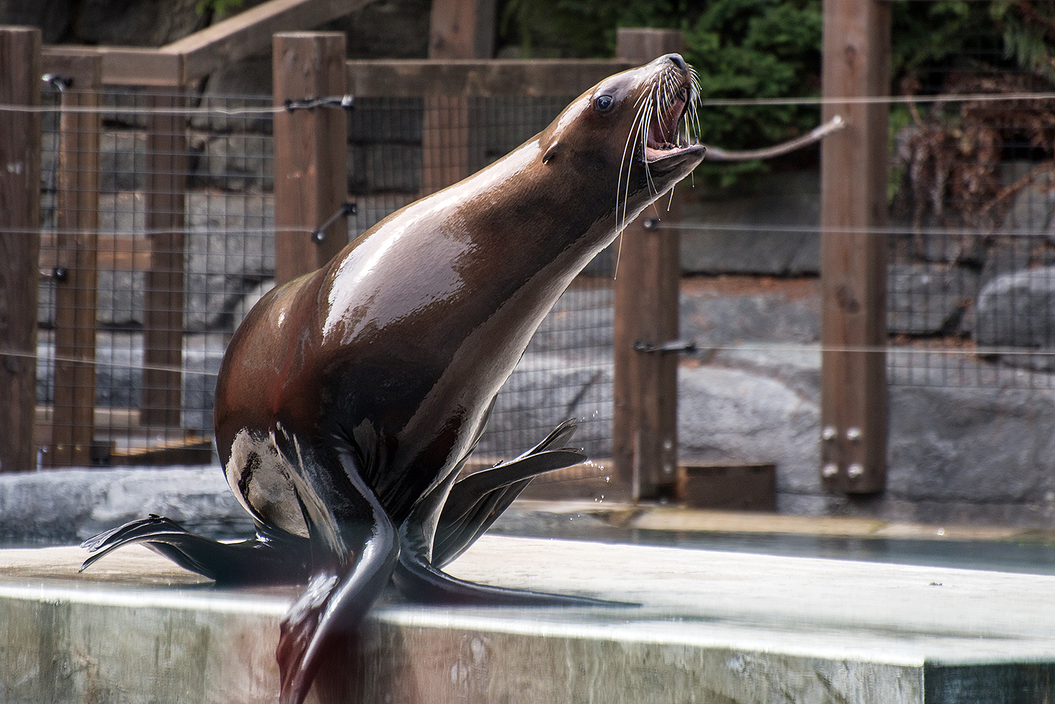 Steller sea lion (Eumetopias jubatus)