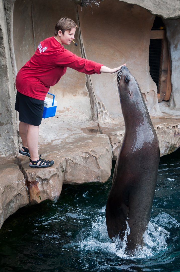 Steller sea lion (Eumetopias jubatus)