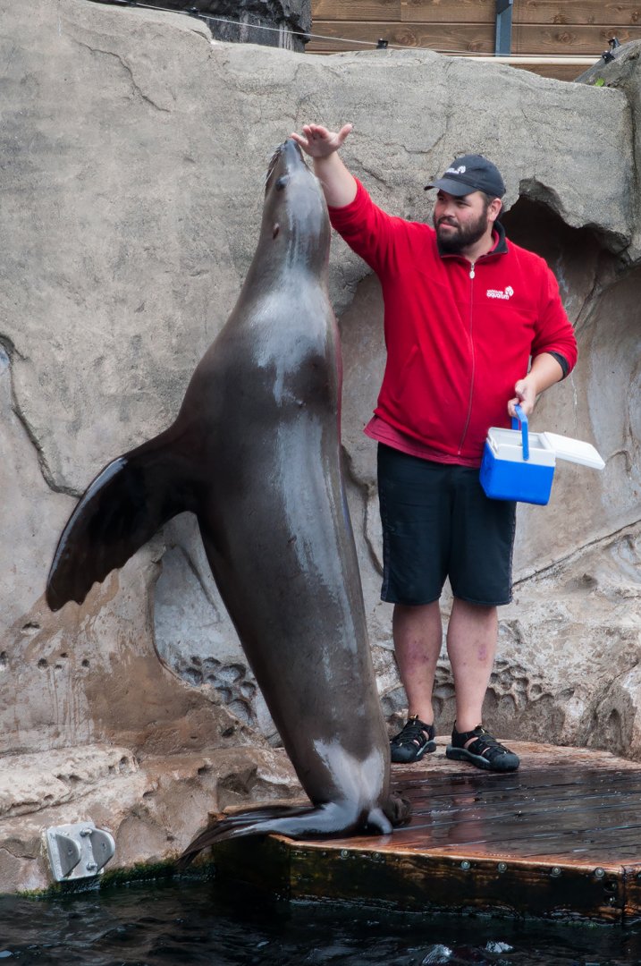 Steller sea lion (Eumetopias jubatus)