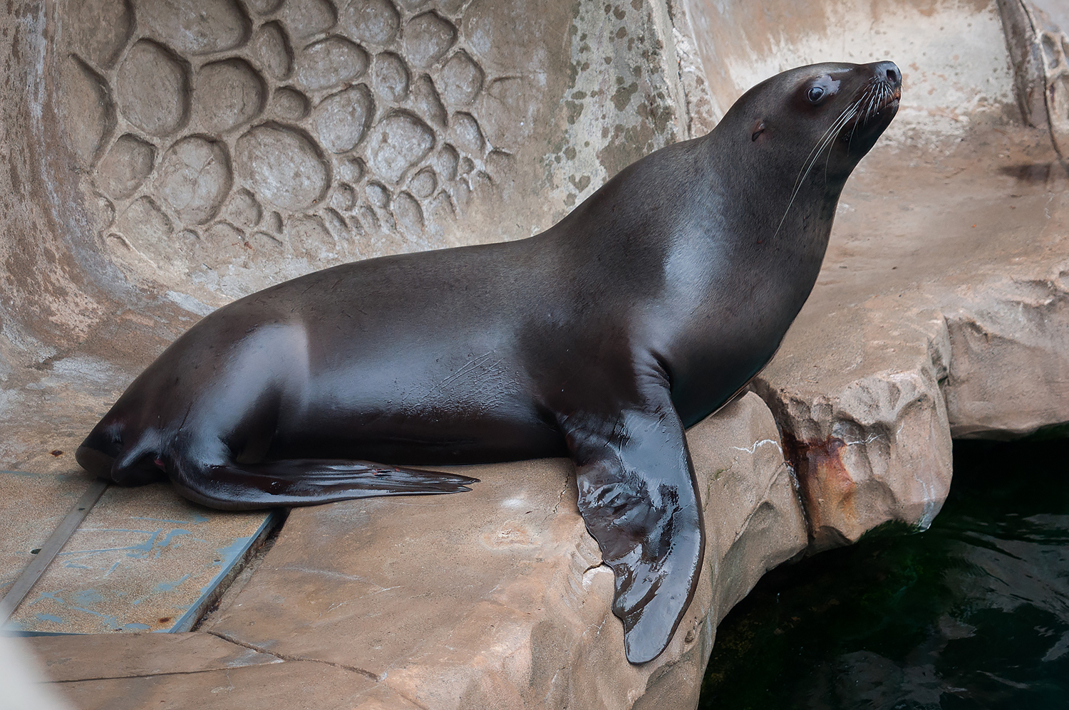 Steller sea lion (Eumetopias jubatus)