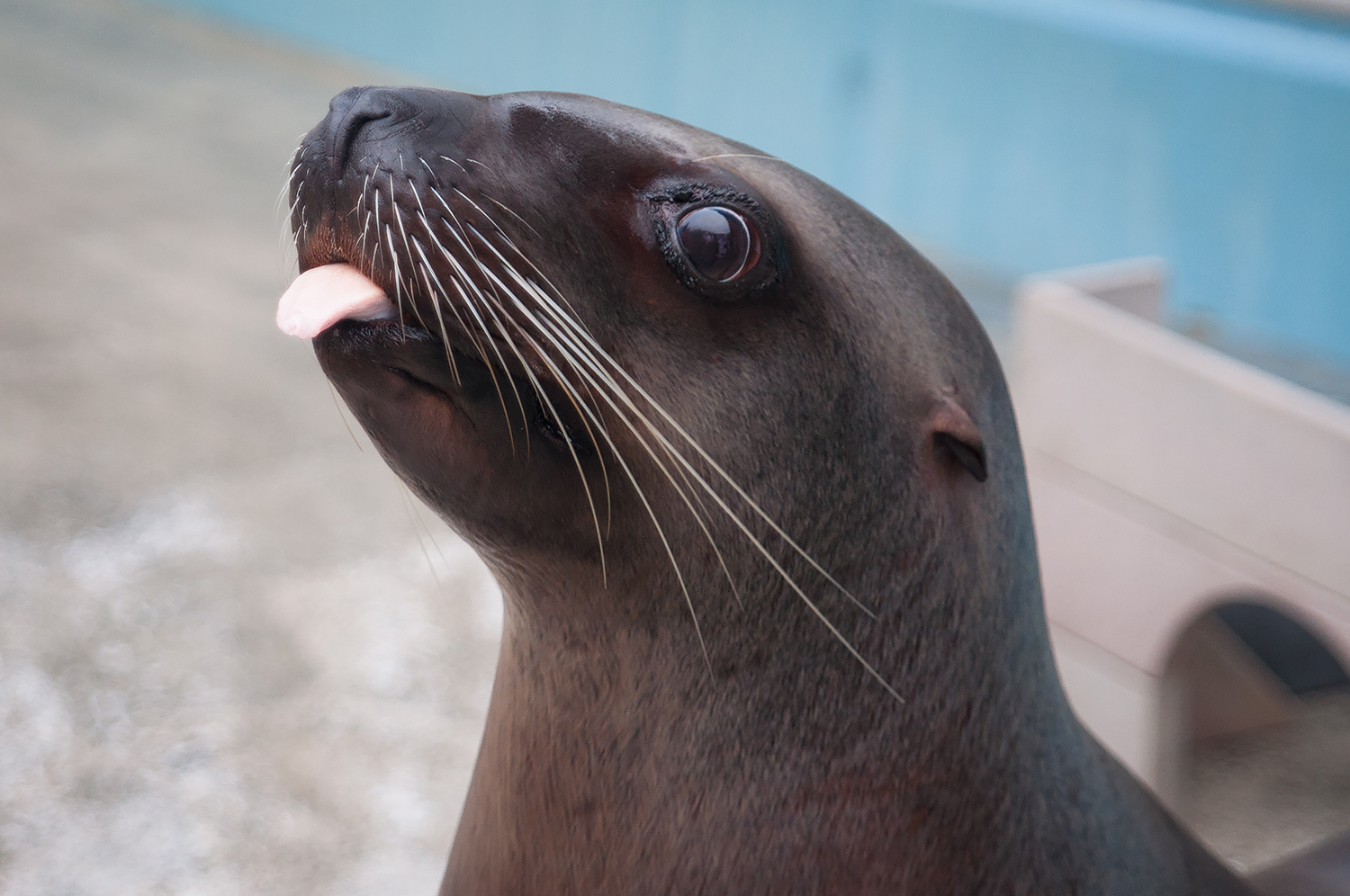 Steller sea lion (Eumetopias jubatus)