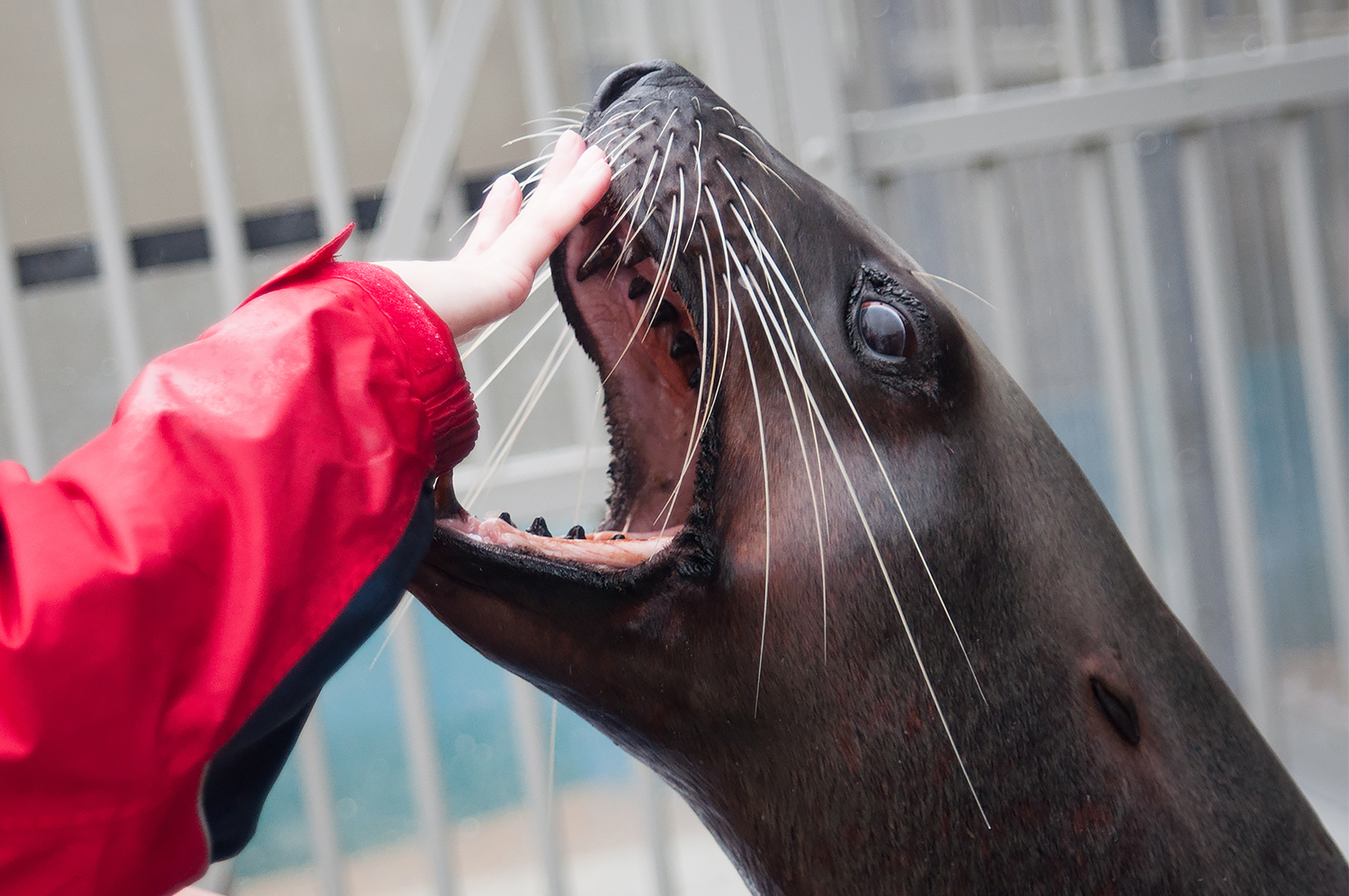 Steller sea lion (Eumetopias jubatus)